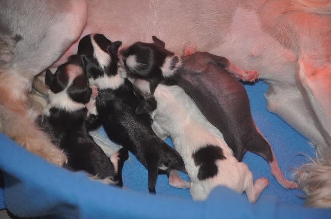 Du Pré Des Trolls - Naissance de 4 chiots la maman se porte bien